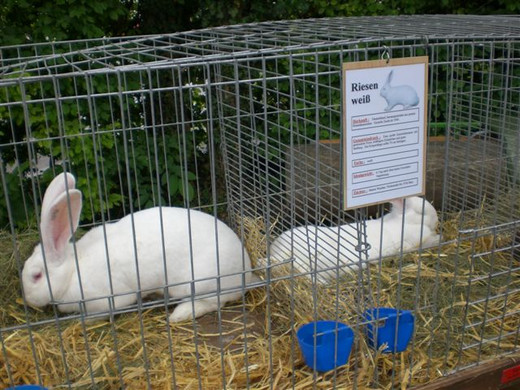 Freilandschau 2011 033.jpg