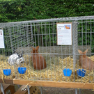 Freilandschau 2011 034.jpg