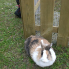 Freilandschau 2011 035.jpg