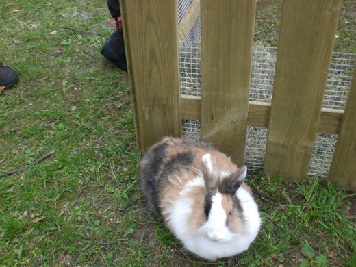 Freilandschau 2011 035.jpg