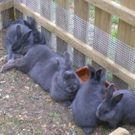 Freilandschau 2011 036 - Kopie.jpg