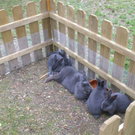 Freilandschau 2011 036.jpg