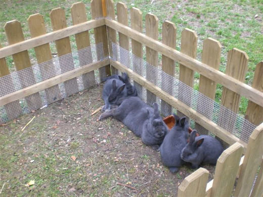 Freilandschau 2011 036.jpg