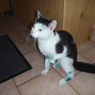 Ryan der Kater 007.JPG