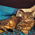 Katze