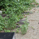 normal_10082011fmt_verpuffung_fm_19.jpg
