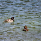 normal_11082011hinterseeffaktivnews_25.jpg
