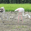 Flamingos in Meiningen