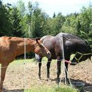 normal_14082011fmt_brandthalgau_fm_30.jpg