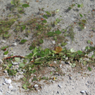 14082011felsrlaktivnews4 _145_.JPG