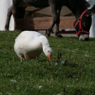 normal_13082011gutaiderbichlpmaktivnews__32_.jpg