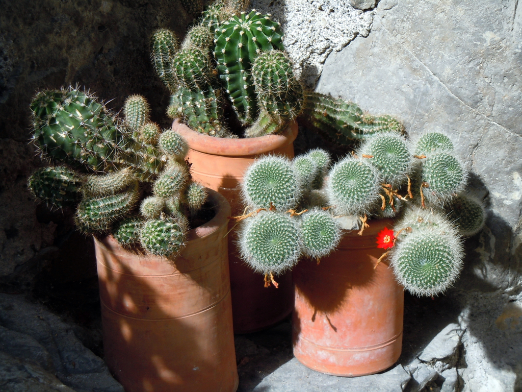 DSCN1542.JPG