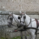 normal_16082011fmt_fiaker_mw_004.jpg