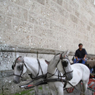 normal_16082011kutscheffaktivnews_26.jpg