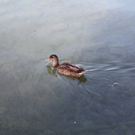 normal_16082011wetterfotomattseezsaktivnews-1018.jpg