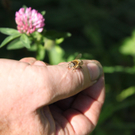 Stichwort Bienensterben