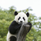 Fu Hu feiert Geburtstag