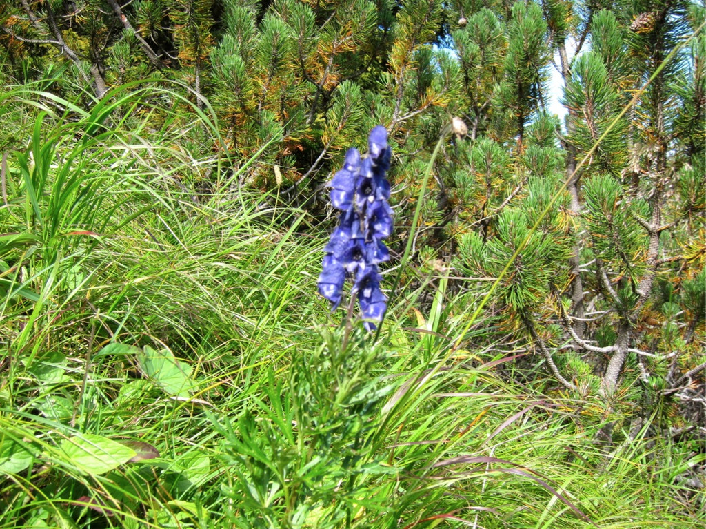 KOE_Sommerplausch Saroja 10_jpg-1313692254