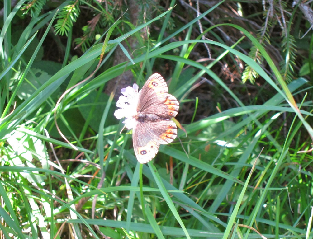 KOE_Sommerplausch Saroja 50_jpg-1313692615