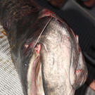 Das Ungeheuer aus dem Bodensee