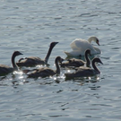 normal_18082011badetagspaktivnews_017.jpg