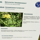 KOE_Wandertipp Glatthorn 18_jpg-1313949818