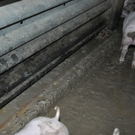 VGT: Katastrophale Zustände bei Schweinehaltung in Vorarlberg