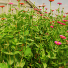 gwiggen_blumen02_jpg-1314102007