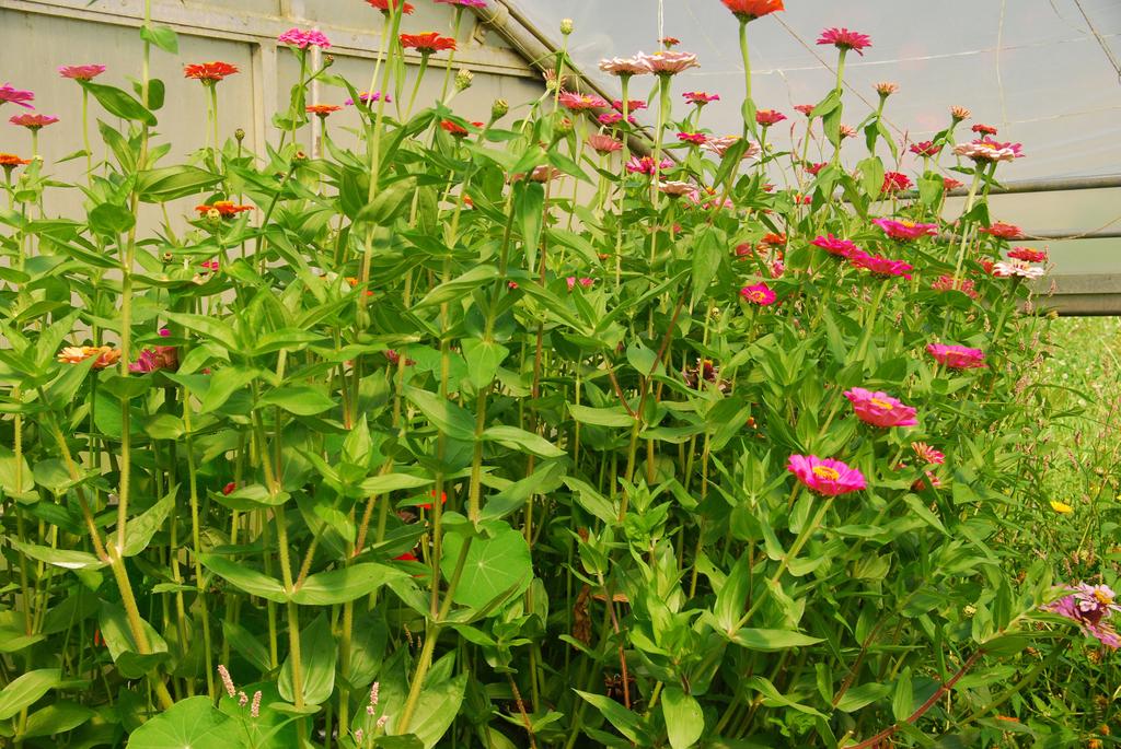 gwiggen_blumen02_jpg-1314102007