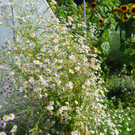 gwiggen_blumen03_jpg-1314102032