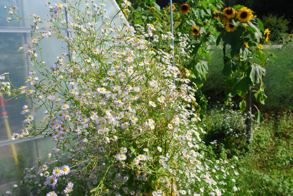 gwiggen_blumen03_jpg-1314102032