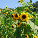 gwiggen_sonnenblumen_jpg-1314102283