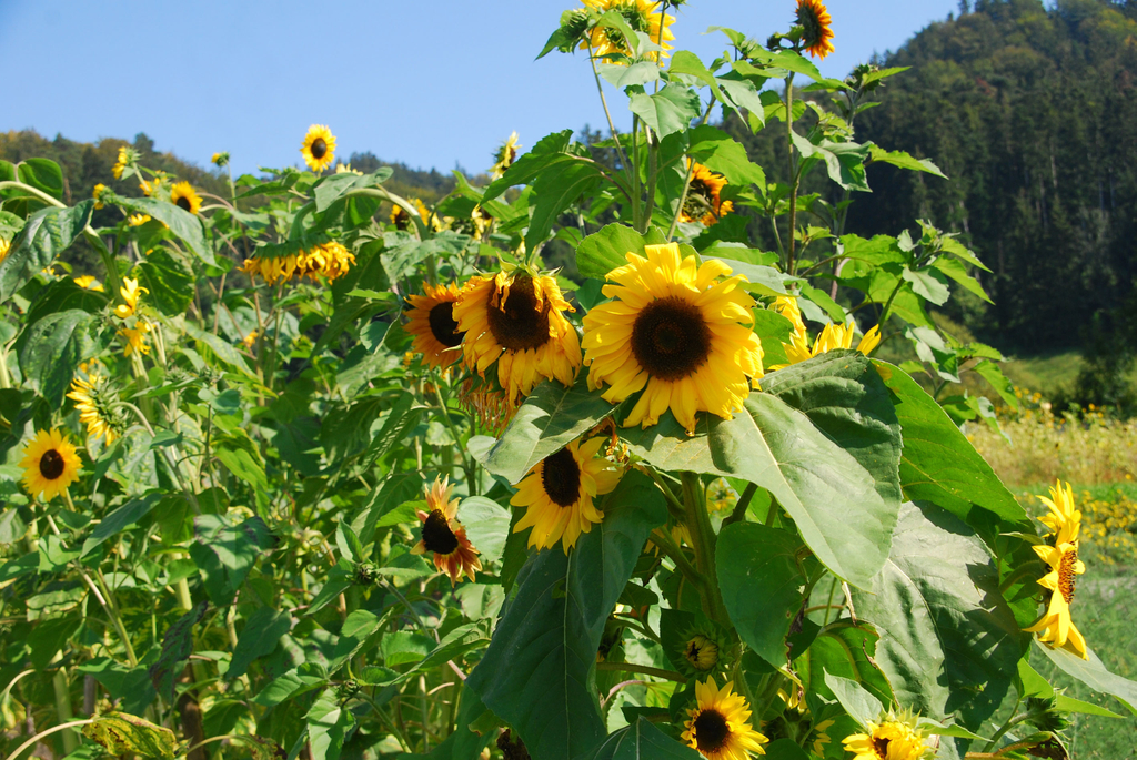 gwiggen_sonnenblumen_jpg-1314102283