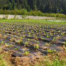 gwiggen_gemueseanbau_jpg-1314102114