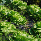 gwiggen_salatfeld_jpg-1314102245