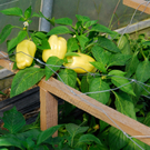 gwiggen_paprika_jpg-1314102226