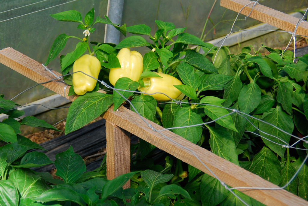 gwiggen_paprika_jpg-1314102226