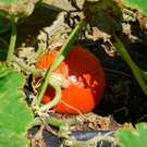 gwiggen_kuerbis_jpg-1314102210