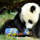 Geburtstag: Panda Fu Hu ist 1 Jahr alt