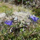 KOE_Schmugglerland Schafberg 29_jpg-1314132575