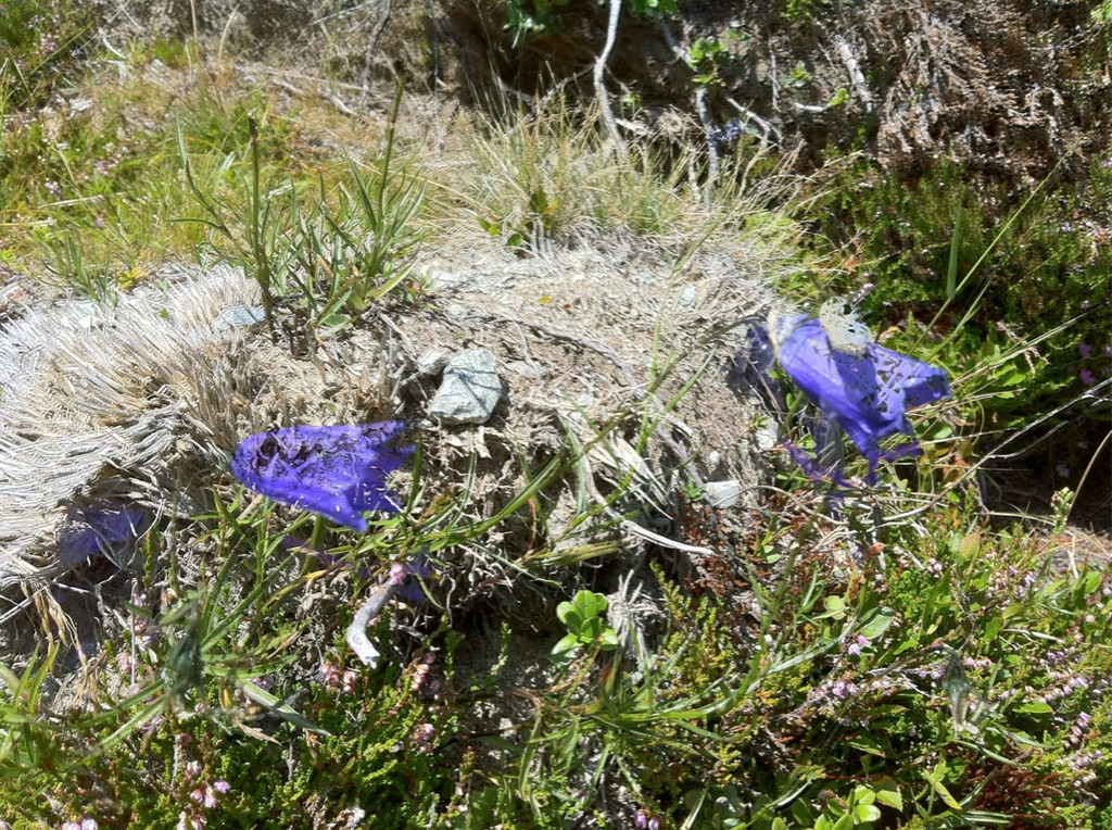 KOE_Schmugglerland Schafberg 29_jpg-1314132575