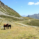 KOE_Schmugglerland Schafberg 55_jpg-1314132834