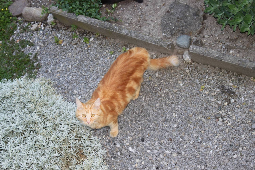 Bono1_jpg-1314259408