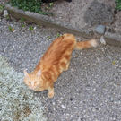 Rote Tigerkatze "Bono"