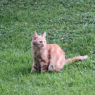 Bono2_jpg-1314259421