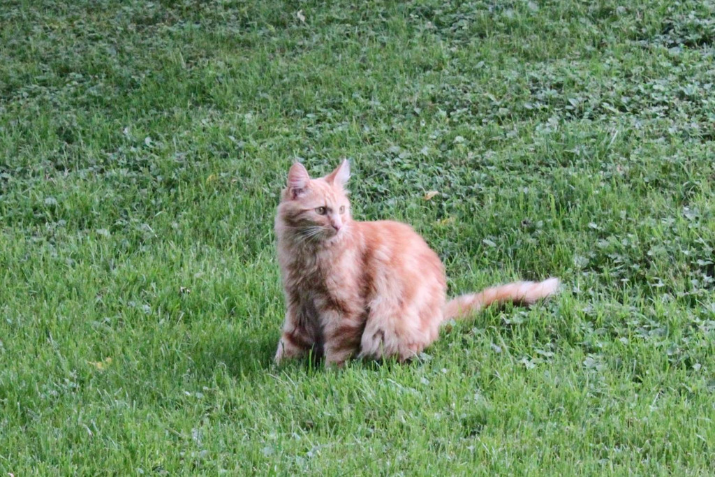 Bono2_jpg-1314259421