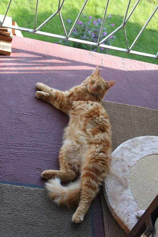 Bono4_jpg-1314259794