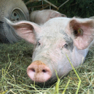 Vetterhof: Zu Besuch bei glücklichen Schweinen