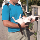 Kater geriet in Mähdrescher: Soldatenkater Ryan geht es besser