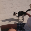 Ryan der  Soldatenkater 3.jpg